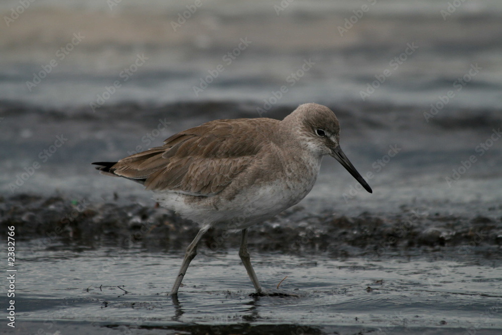 Obraz premium willet (2)