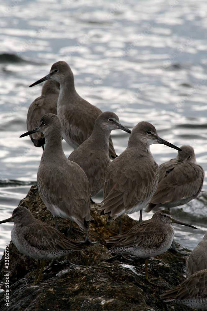 willet and short-billed dowitchers willet and short-billed dowitchers