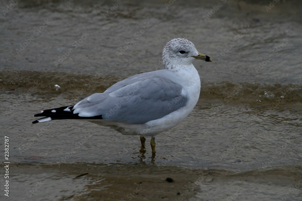 ring-billed gull ring-billed gull