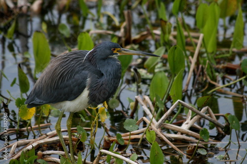 Valokuva tricoloured heron