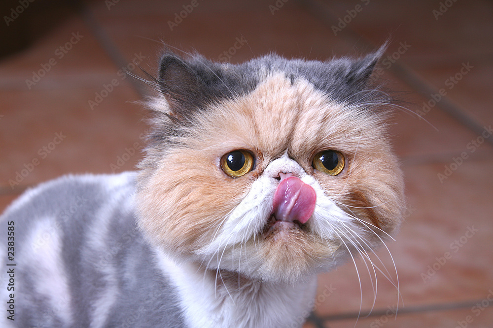 Fototapeta premium gatto 1