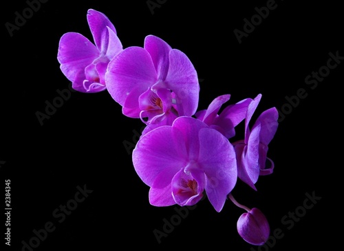 phalaenopsis