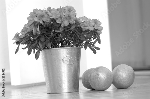 blume