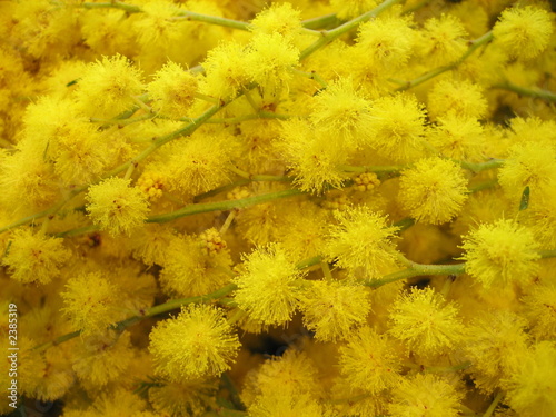 mimosa