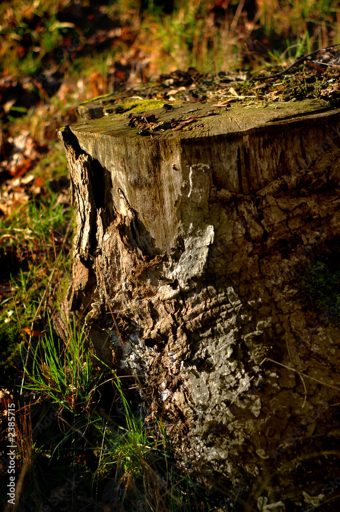 Obraz premium stump