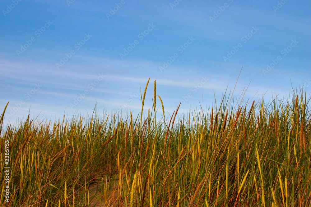 Obraz premium high grass and sky