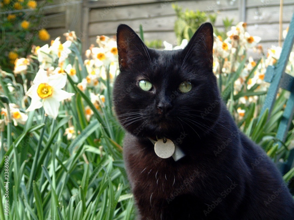 spring black cat