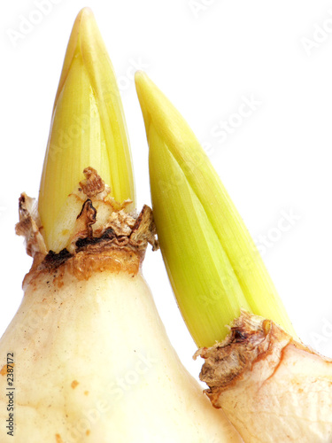 two bulbs sprout