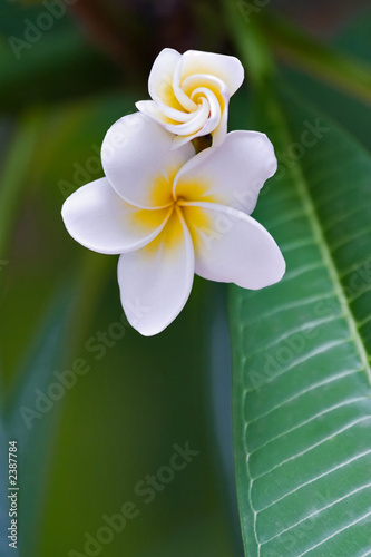 frangipani tropical flower #2387784