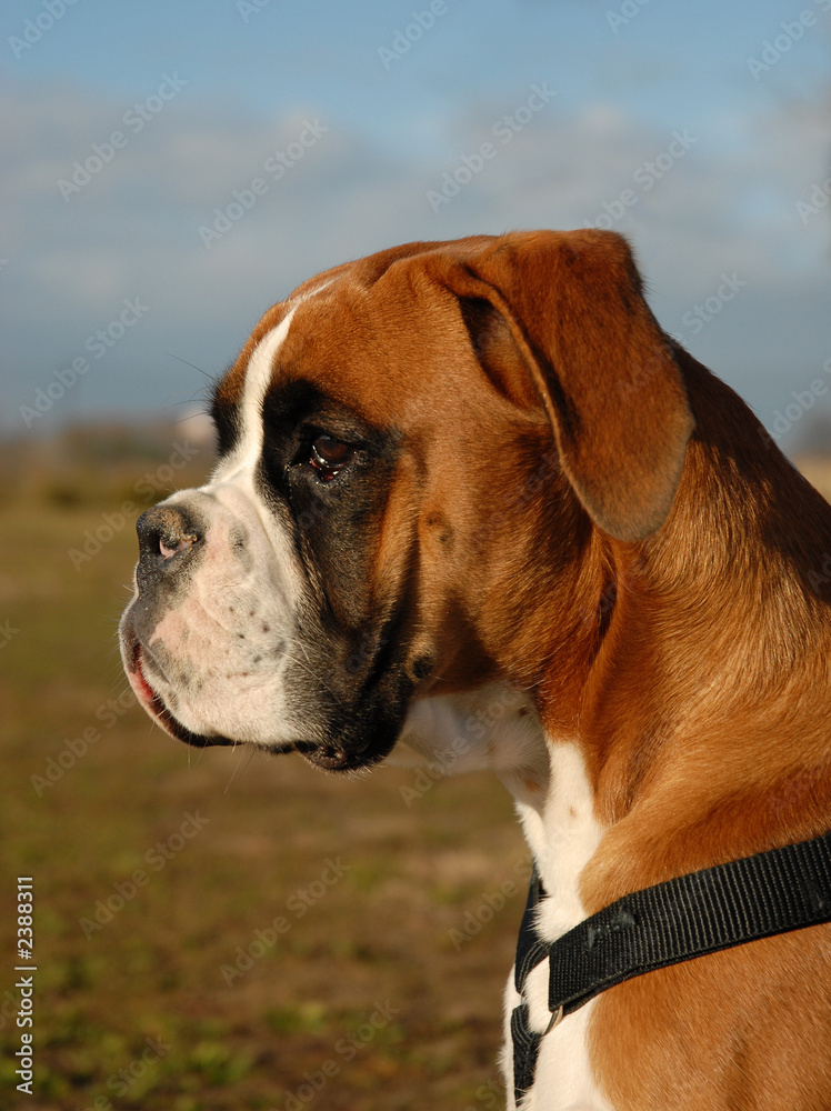 chiot boxer