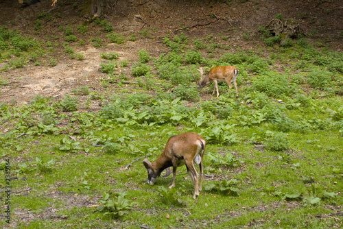 muflon and deer