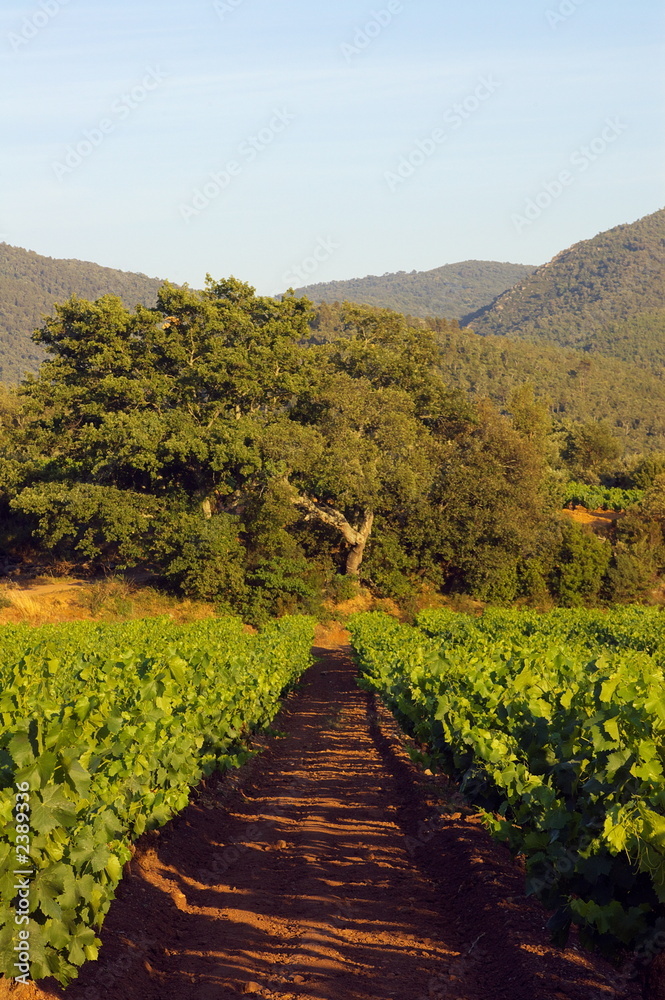 Obraz premium paysage de vignes