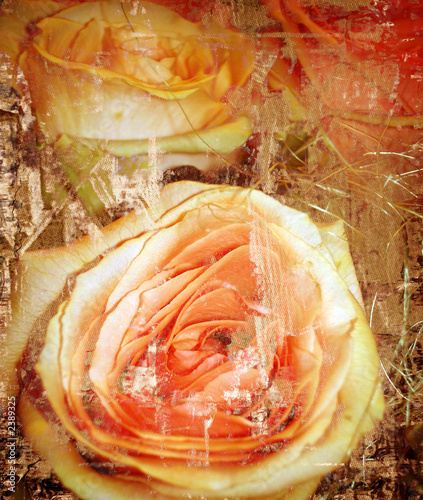 Grunge Floral Rose Background Collage , Orange Color Image #2389325