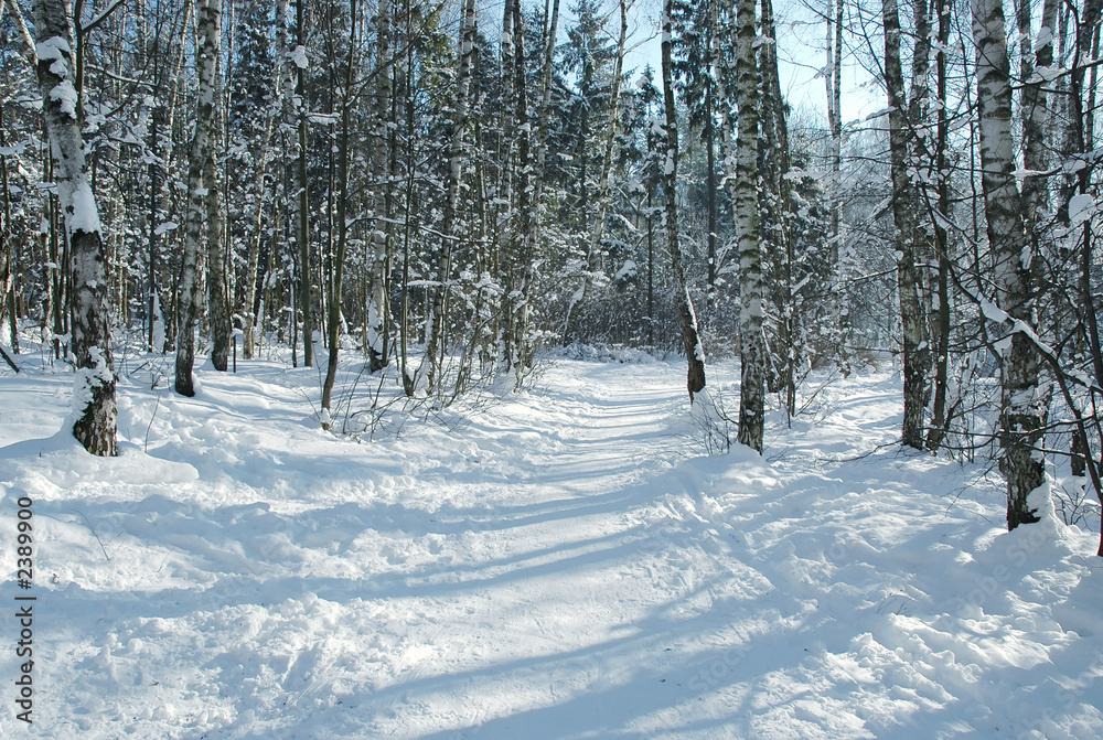path in birch forest path in birch forest