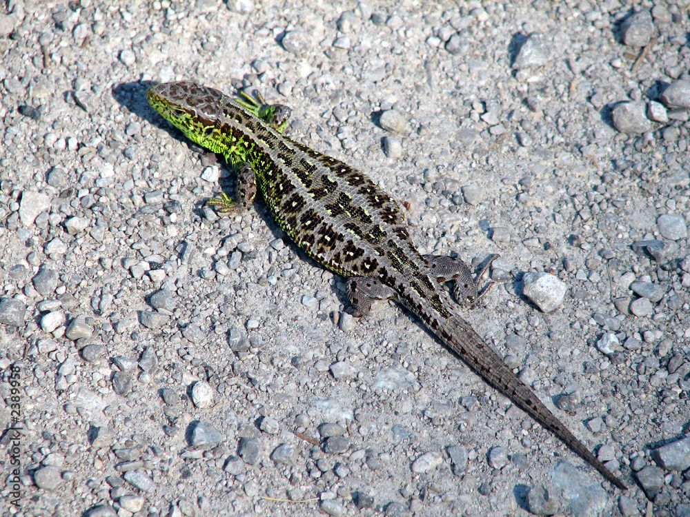 Fototapeta premium lizard