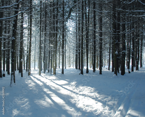 fir forest in winter