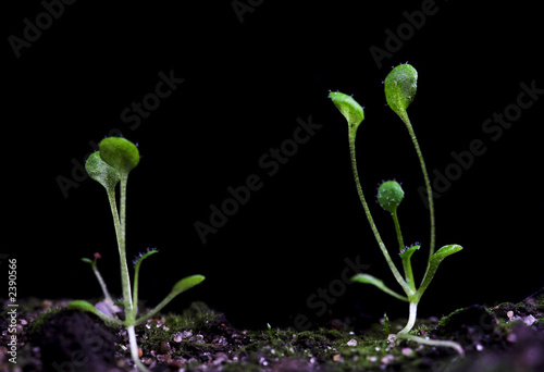 arabidopsis photo