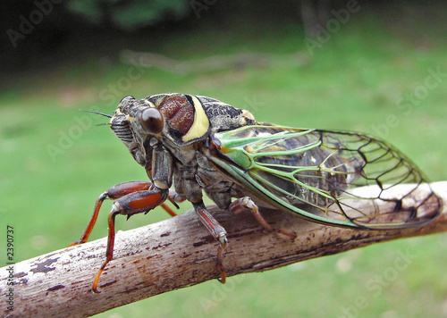 cicada (cicadetta pellosoma) photo
