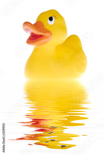 the duck photo