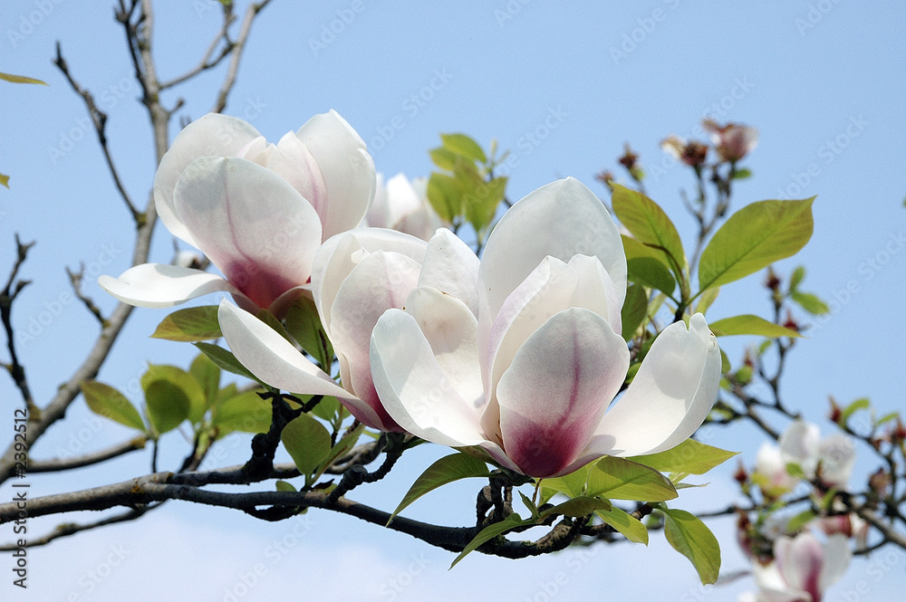 Fototapeta premium blume, blüte, blassom