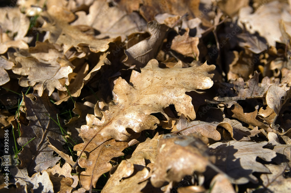 feuilles mortes 1 feuilles mortes 1