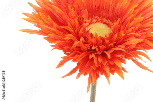 orange color gerbera daisy flower isolated photo