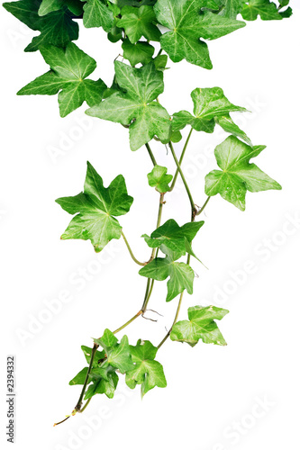 Fototapeta green ivy