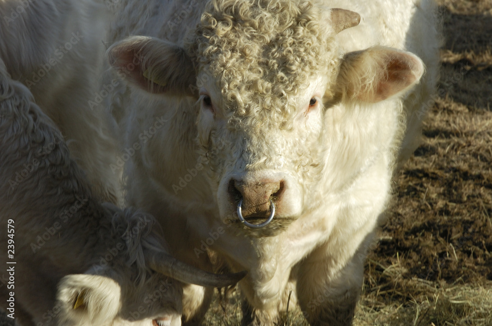 Fototapeta premium cow