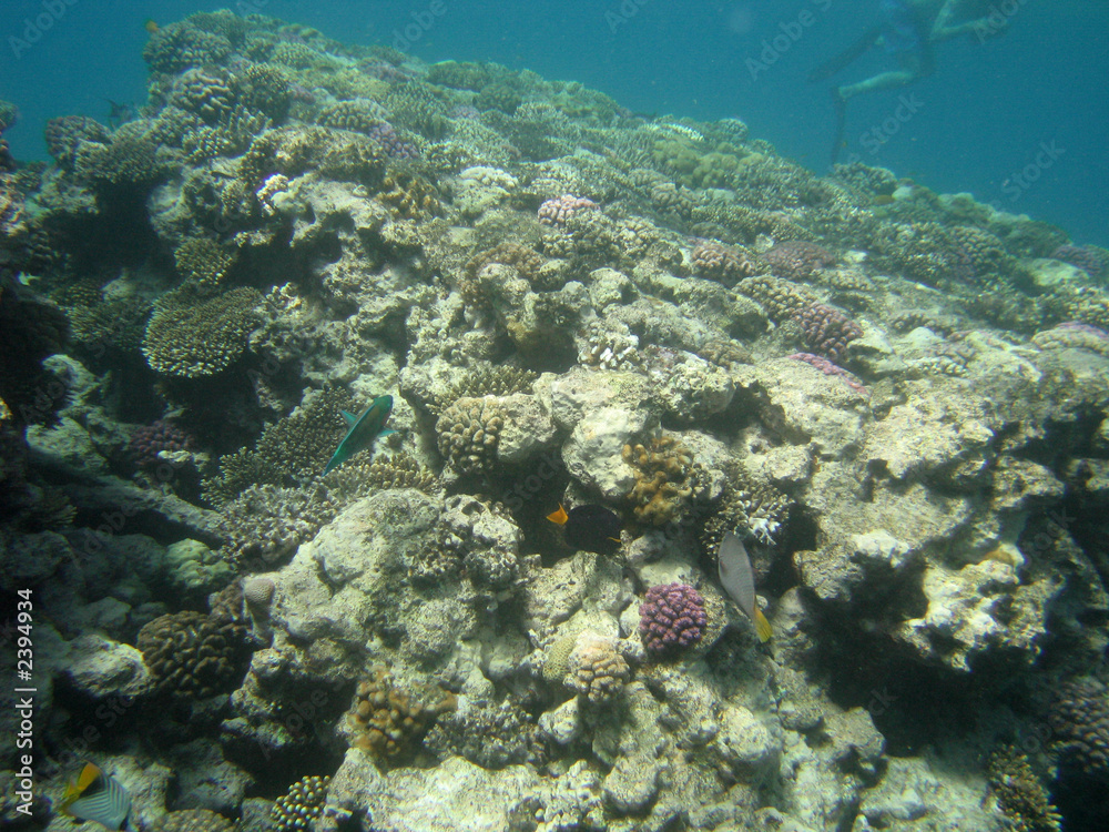 Naklejka premium red-sea26