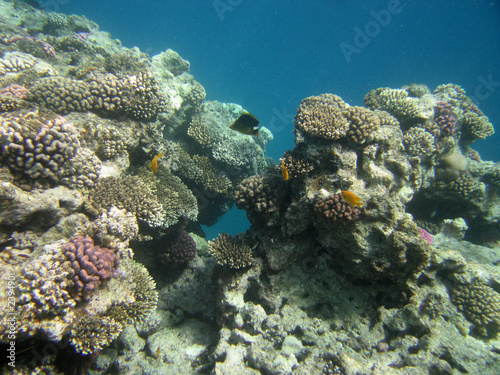 red-sea40