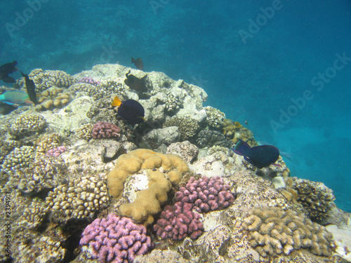 red-sea41