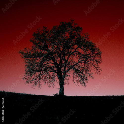 albero4