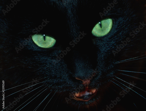 black cat photo