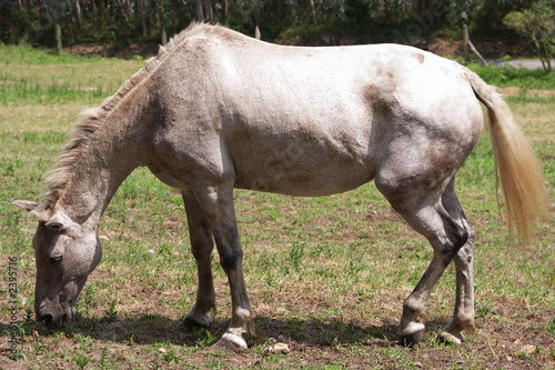 caballo © jarcem