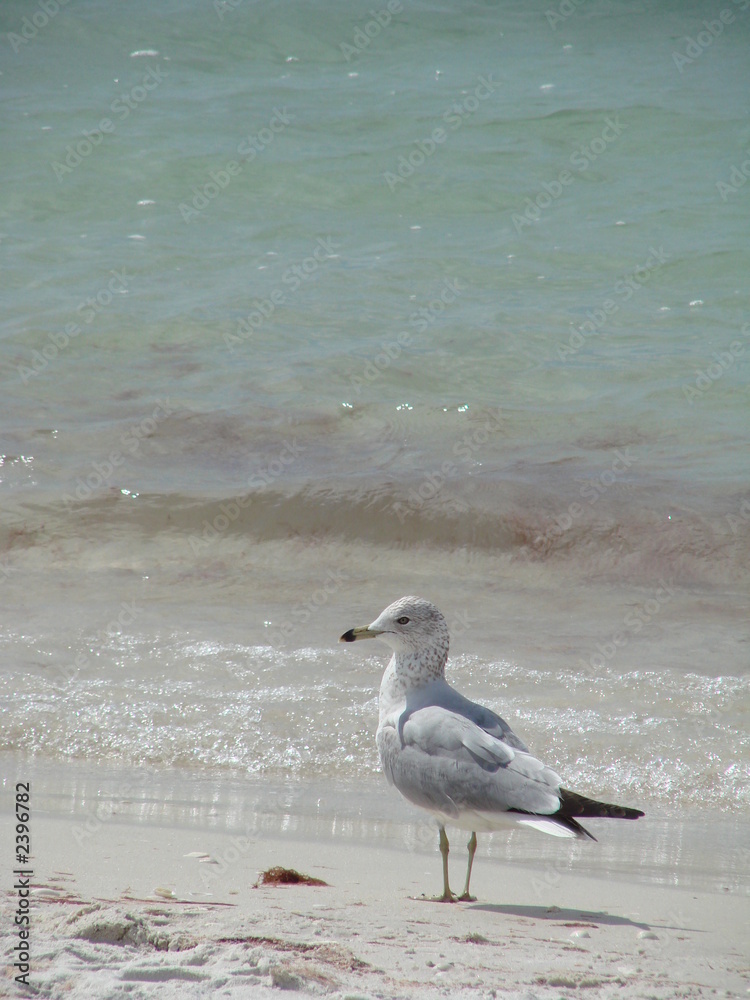 gull on the beach gull on the beach