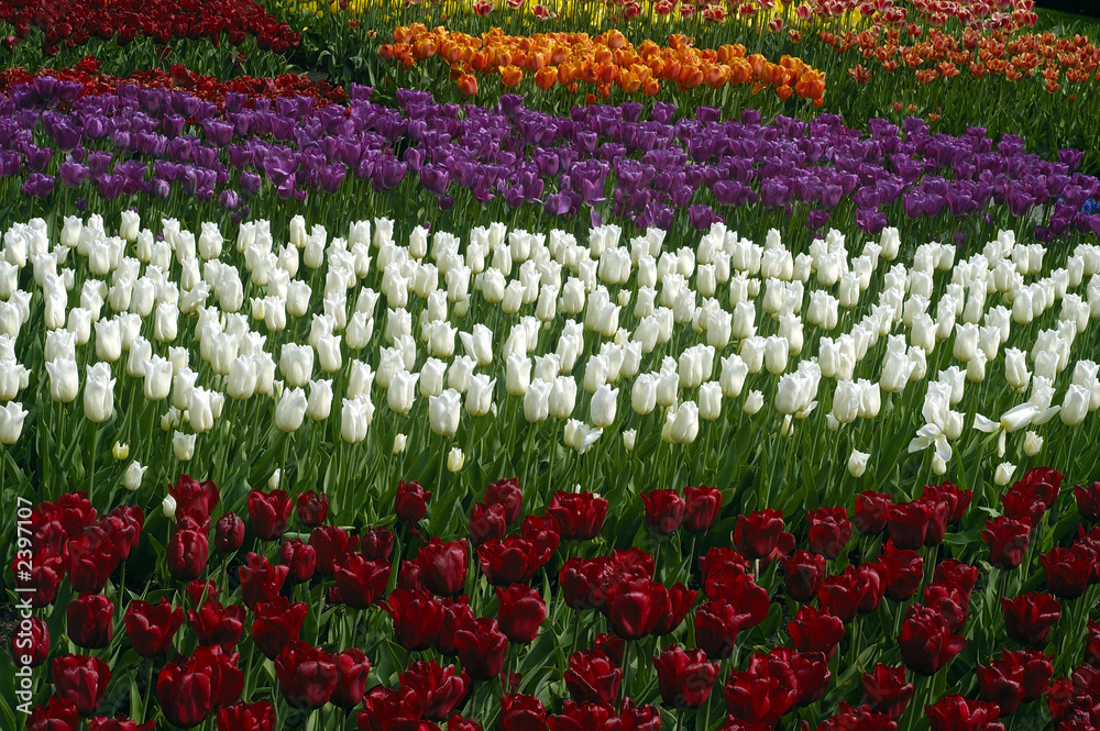 tulip fields tulip fields