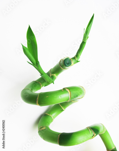 lucky bamboo photo