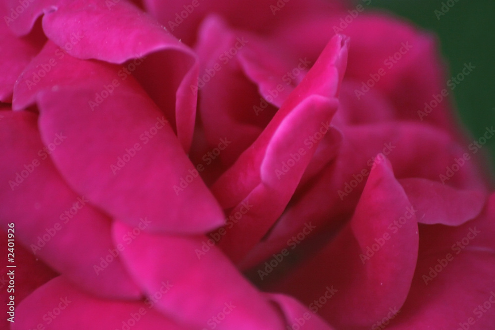 fiore fiore