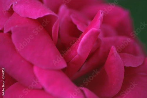 fiore