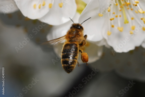 abeille © razorconcept
