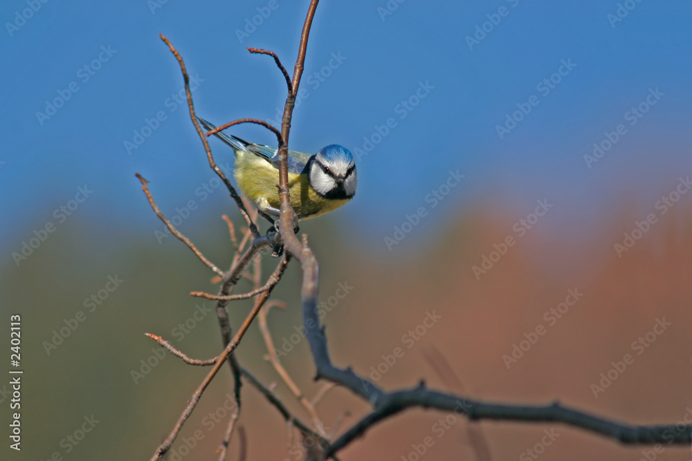 Obraz premium blue tit