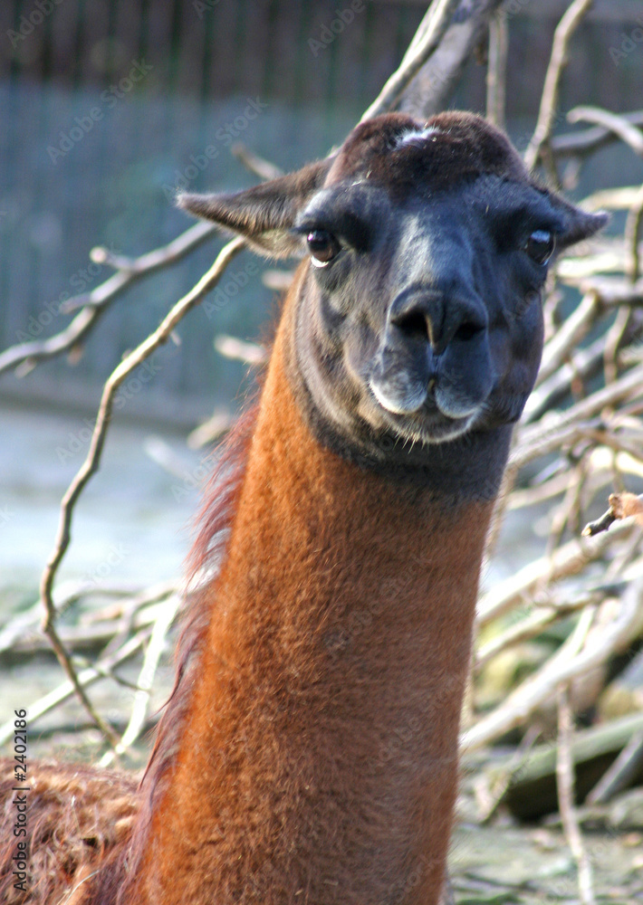 Obraz premium cou de lama