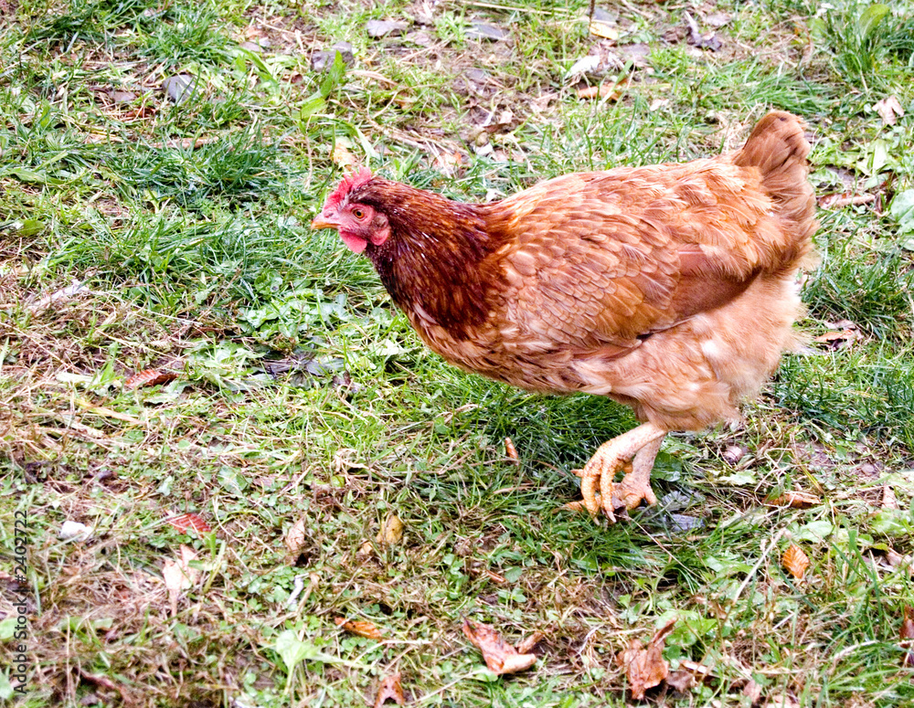 Fototapeta premium rooster