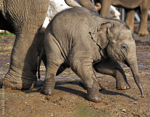 baby elephant