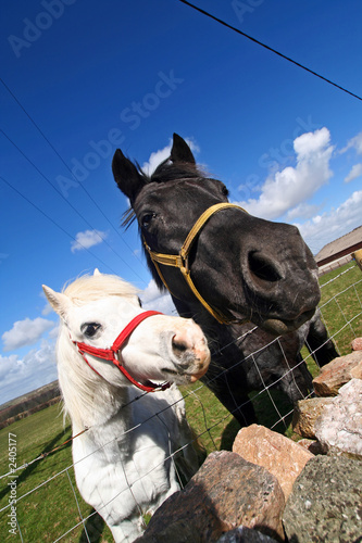 horse and foal