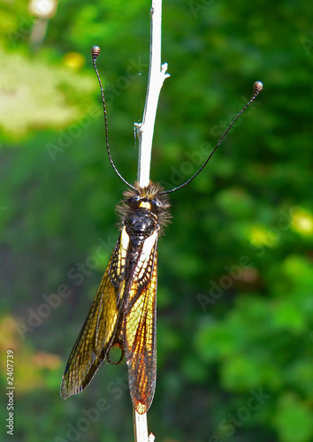 insect neuropterous (ascalaphidae) photo