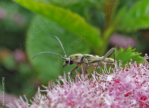 beetle (chlorophorus simillimus) photo