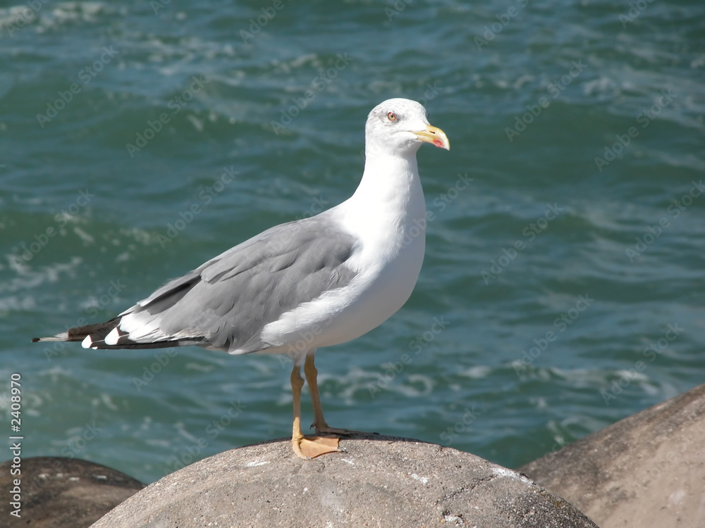 seagull