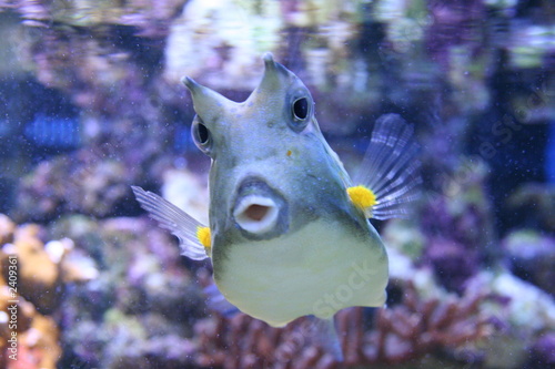kofferfisch