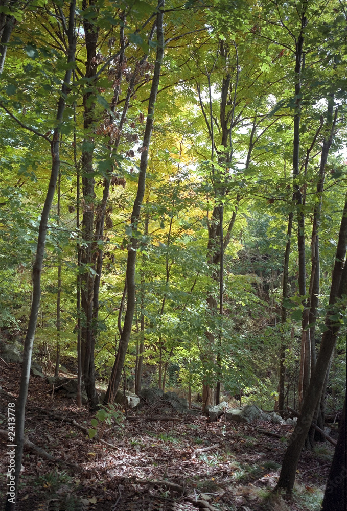 Obraz premium woods at bear mountain